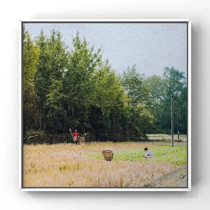 含羞草亚洲AV无码久久精品
